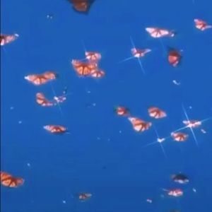 Meet your Posher, Amelia